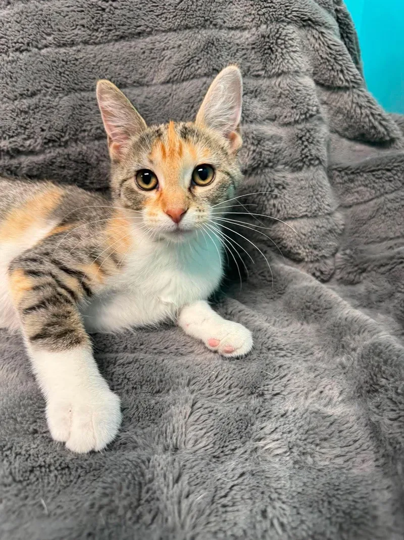 A baby medium-sized female Calico Domestic Short Hair cat named Strudel for adoption in Alexandria, MN