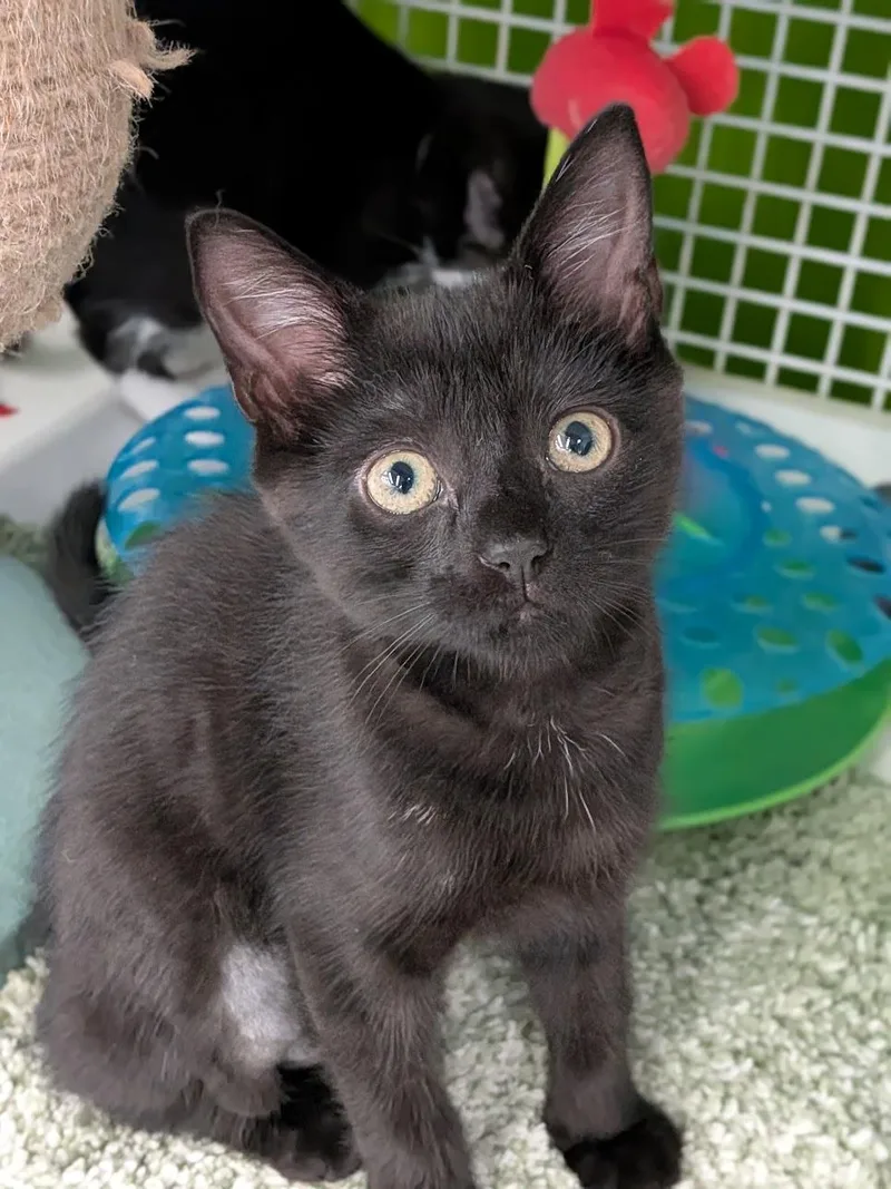 A baby medium-sized female Black Domestic Short Hair cat named Piggy for adoption in Lake Monroe, FL
