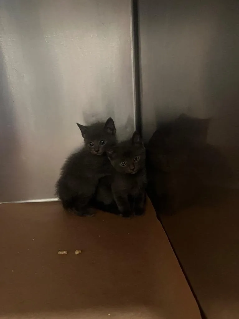 A baby large-sized male Domestic Short Hair cat named Kimi for adoption in Cartersville , GA