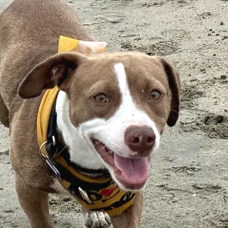 A young medium-sized male Brown / Chocolate Mixed Breed dog named Humphrey for adoption in San Francisco, CA