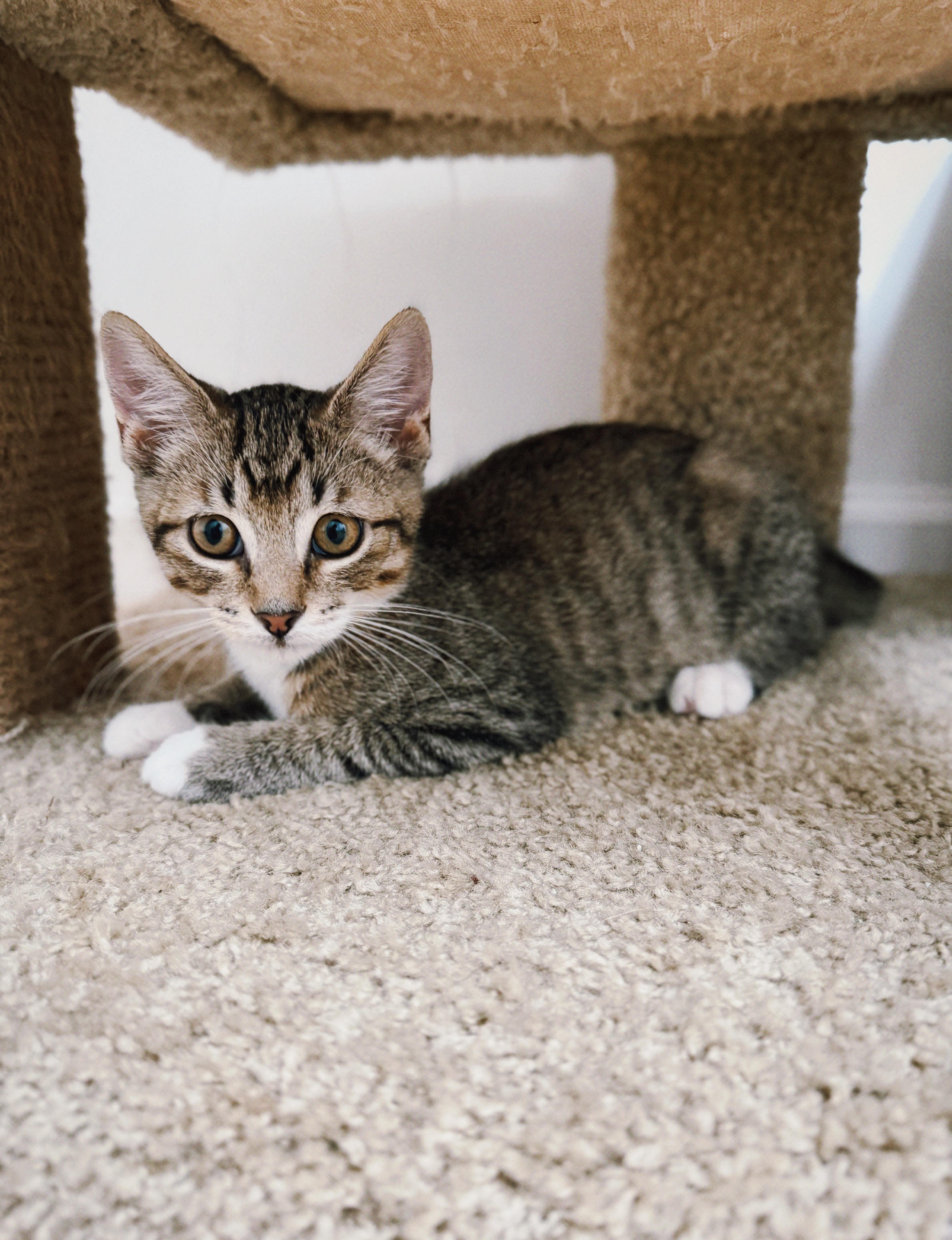 A baby small-sized male Tabby (Brown / Chocolate) Domestic Short Hair cat named Otis for adoption in Nashville, TN