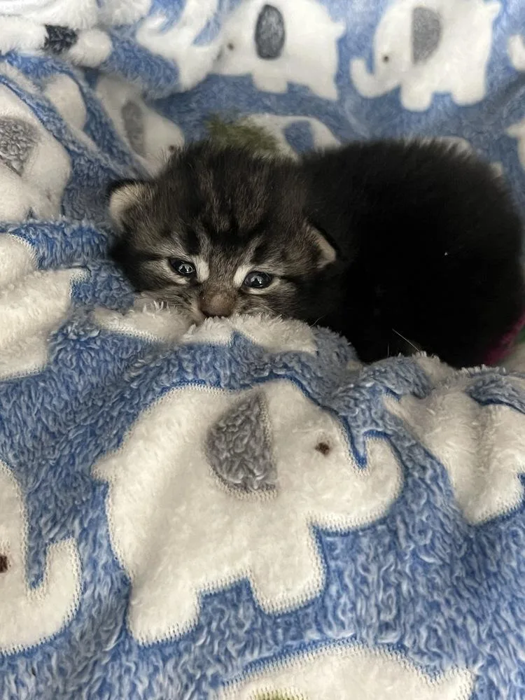 A baby small-sized female Domestic Short Hair cat named Poppy for adoption in New York, NY