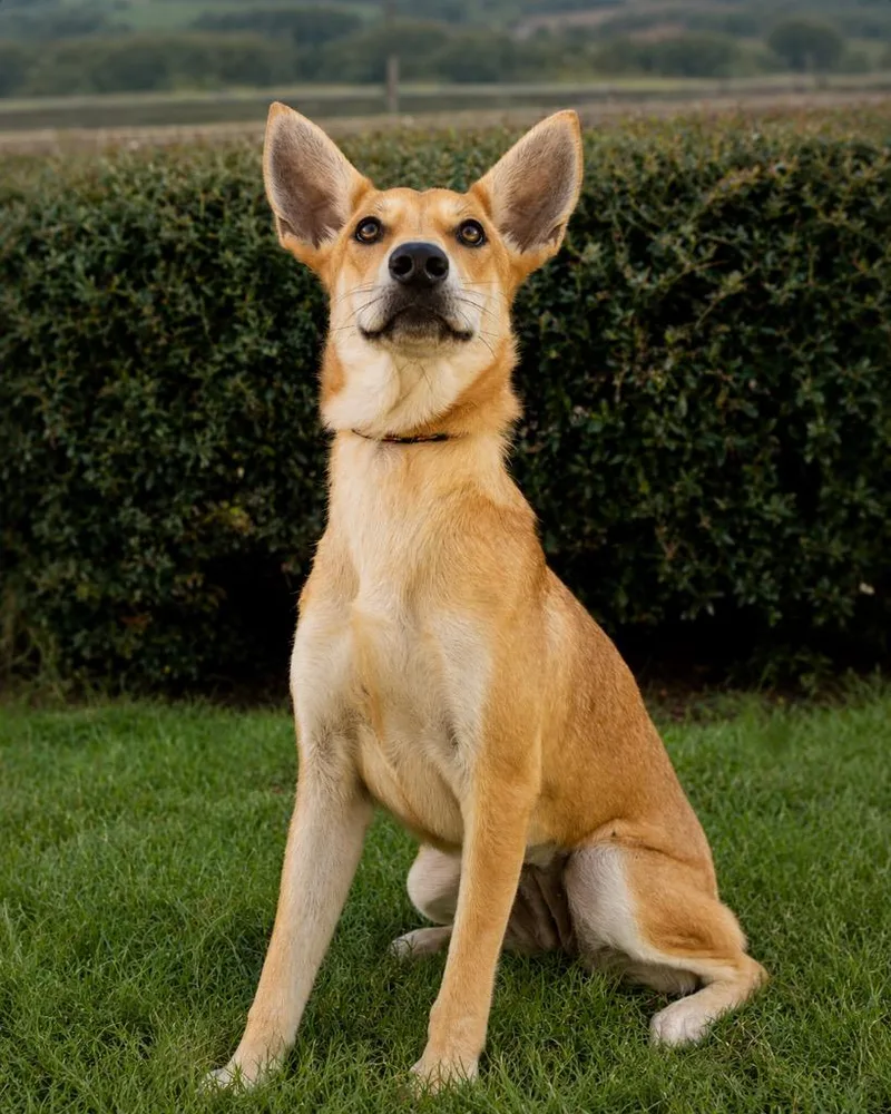 A young medium-sized female Carolina Dog dog named Blair for adoption in North Syracuse, NY