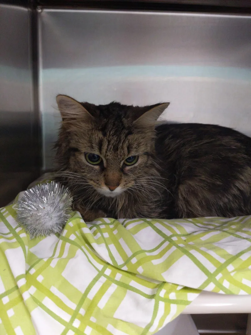 An adult medium-sized female Domestic Medium Hair cat named April Showers for adoption in Trenton, NJ