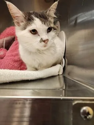 An adult small-sized female Domestic Short Hair cat named Billie Jean for adoption in Independence, MO