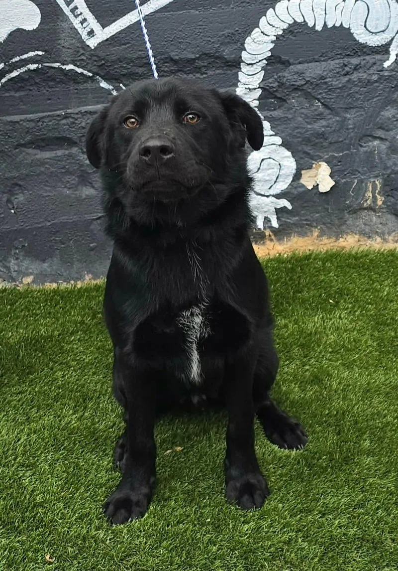 A young medium-sized male Black Afghan Hound dog named Hawthorne for adoption in Newport, TN