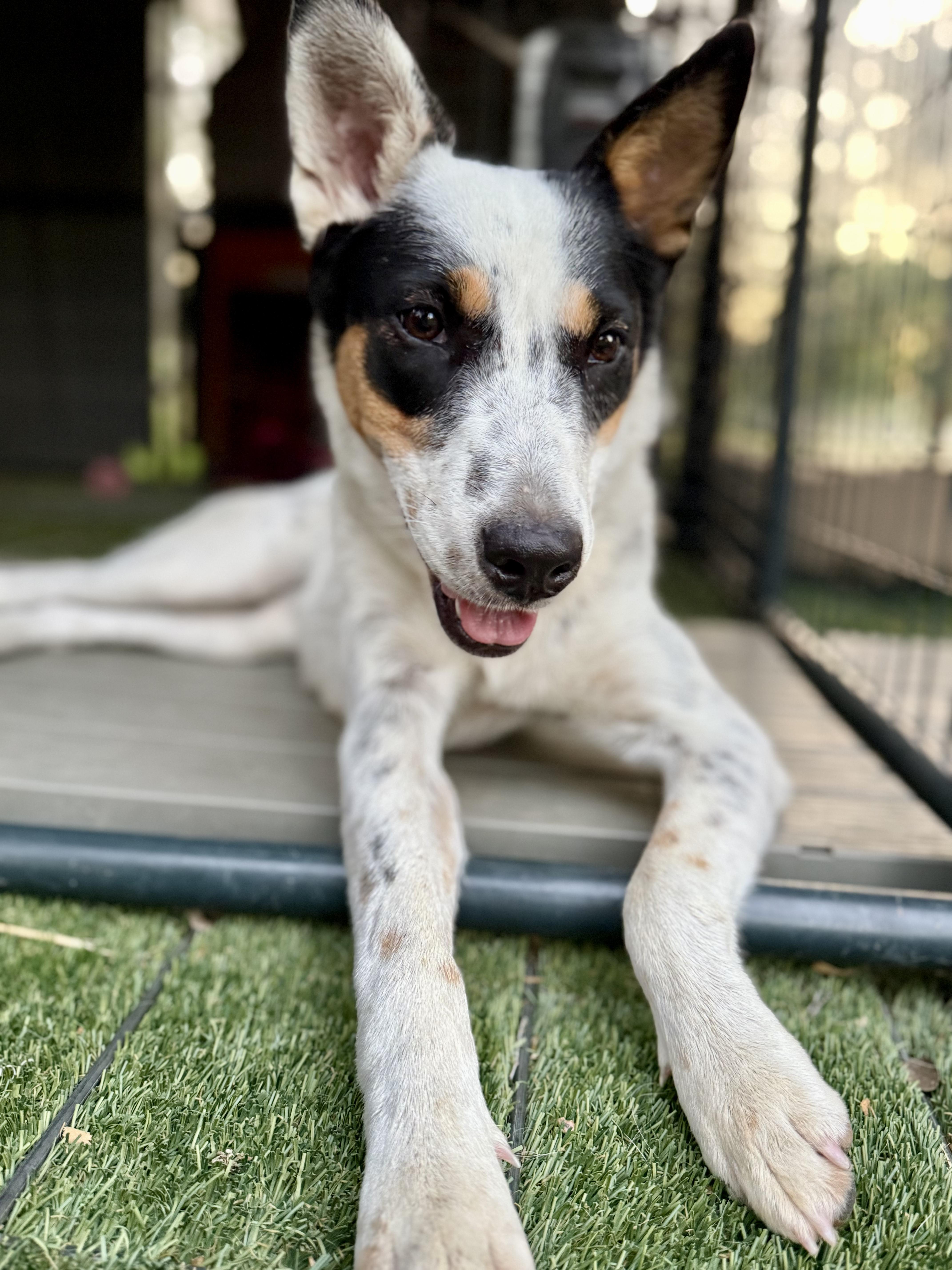 A young medium-sized female Tricolor (Brown, Black, & White) Australian Cattle Dog / Blue Heeler dog named Dolly for adoption in Dale, TX