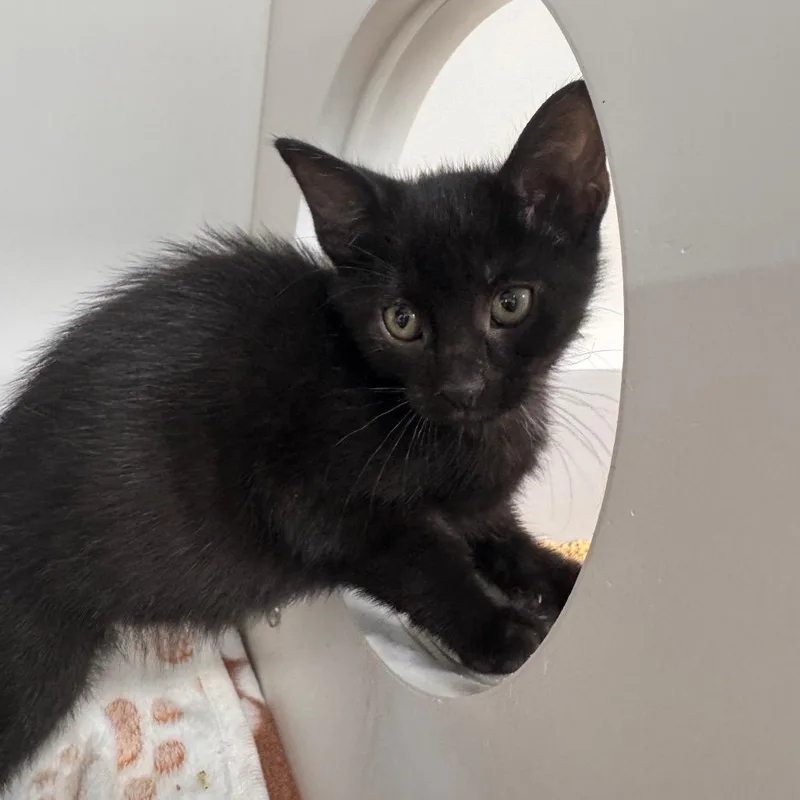 A baby small-sized female Black Domestic Short Hair cat named Anne for adoption in Tampa, FL