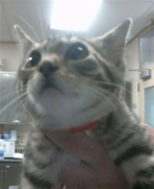 A baby small-sized male Domestic Short Hair cat named A for adoption in Sacramento, CA