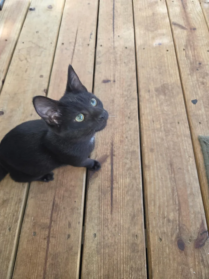 A baby small-sized female Black Domestic Short Hair cat named Artemis for adoption in Statesboro, GA