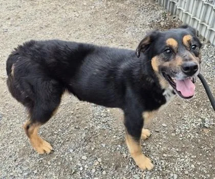 An adult large-sized male Shepherd dog named Diesel for adoption in Butte, MT