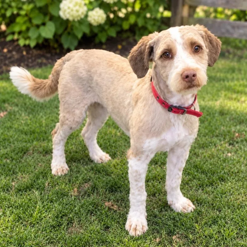 An adult small-sized male Mixed Breed dog named Neyo for adoption in Wappingers Falls, NY