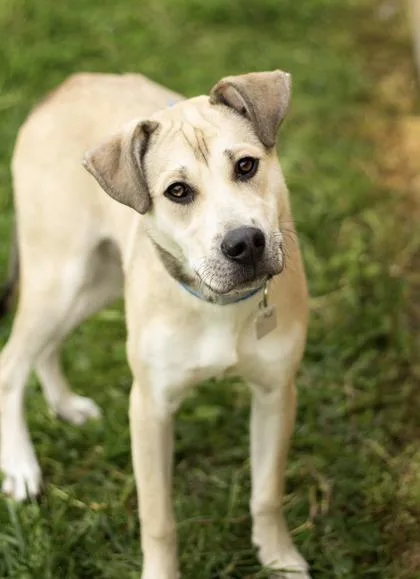 A young medium-sized male Apricot / Beige Mixed Breed dog named Willy for adoption in Hamilton, OH