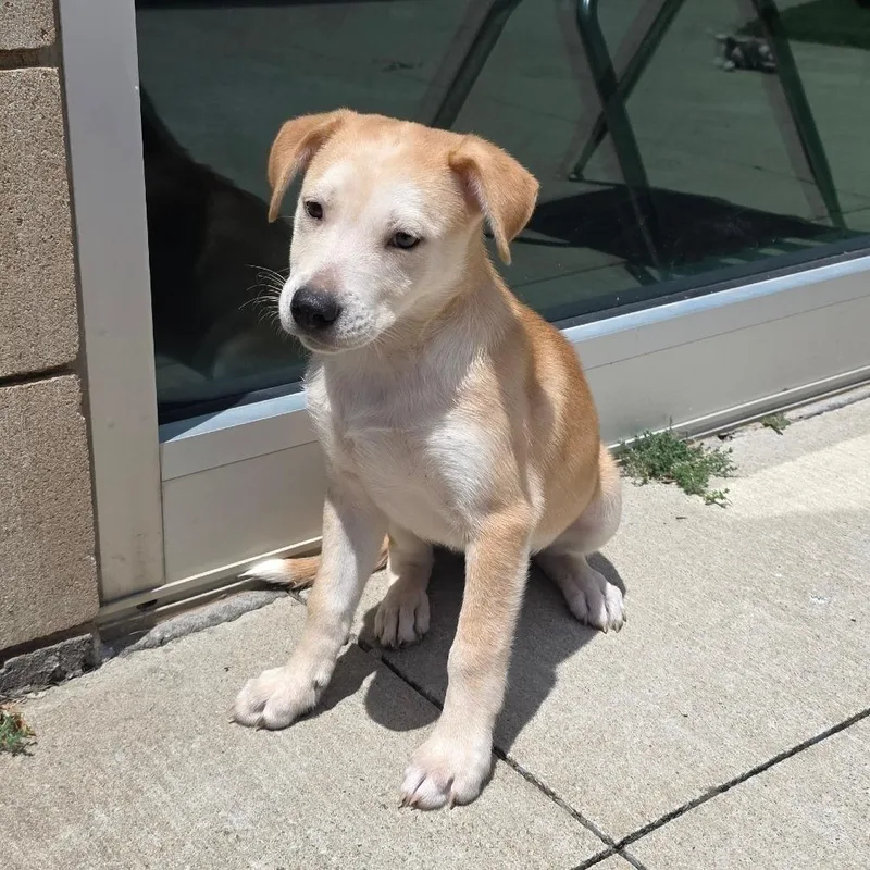 A baby medium-sized male Yellow / Tan / Blond / Fawn Shepherd dog named Jupiter for adoption in Norman, OK