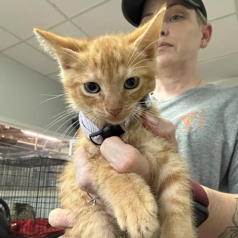 A baby medium-sized male Tabby cat named Two Egg Breakfast for adoption in Columbia, SC