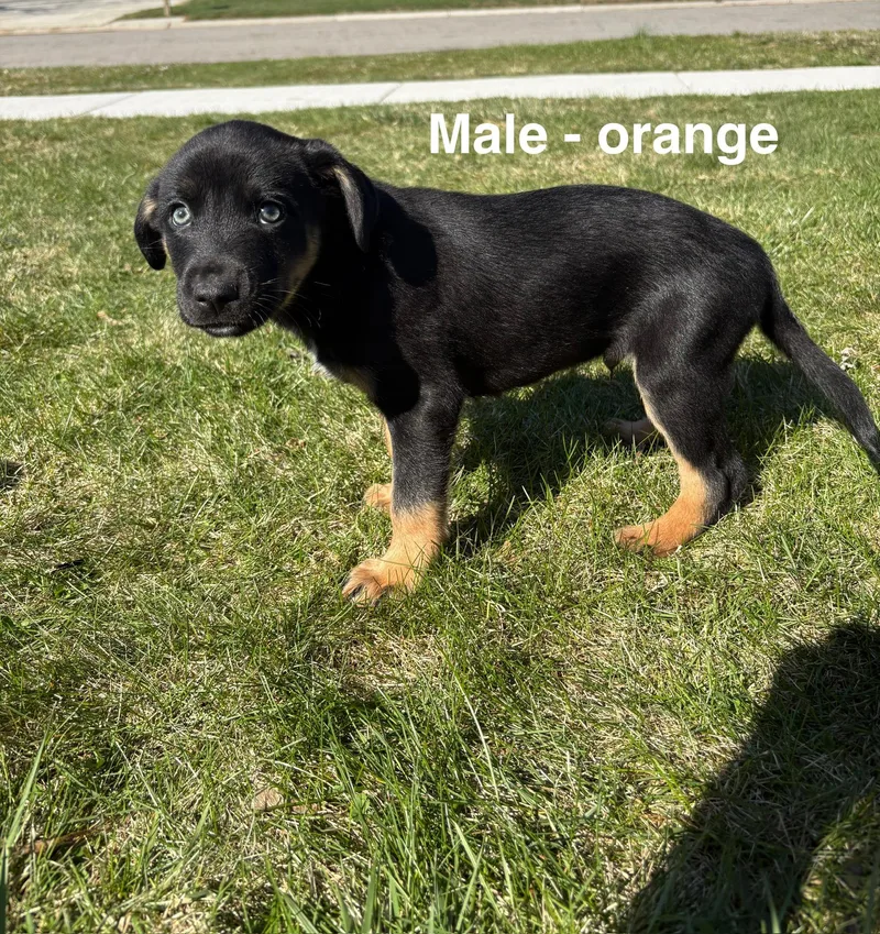 A baby large-sized male Rottweiler dog named Burrata for adoption in New Baltimore, MI