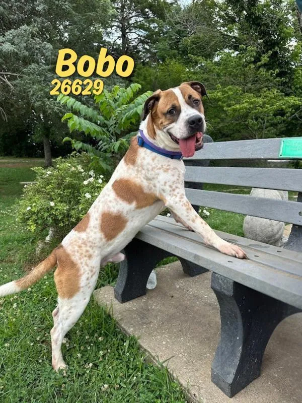 Bobo