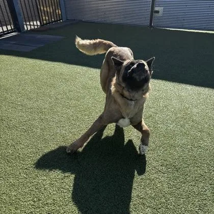 An adult large-sized female Akita dog named Raven for adoption in Merriam, KS