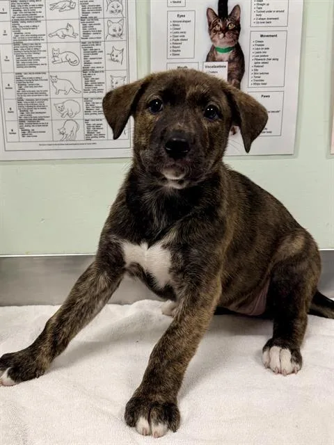 A baby small-sized female Siberian Husky dog named River for adoption in Santa Cruz, CA
