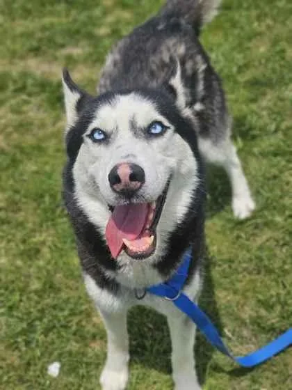 An adult medium-sized male Siberian Husky dog named Hank for adoption in Mount Pleasant, IA