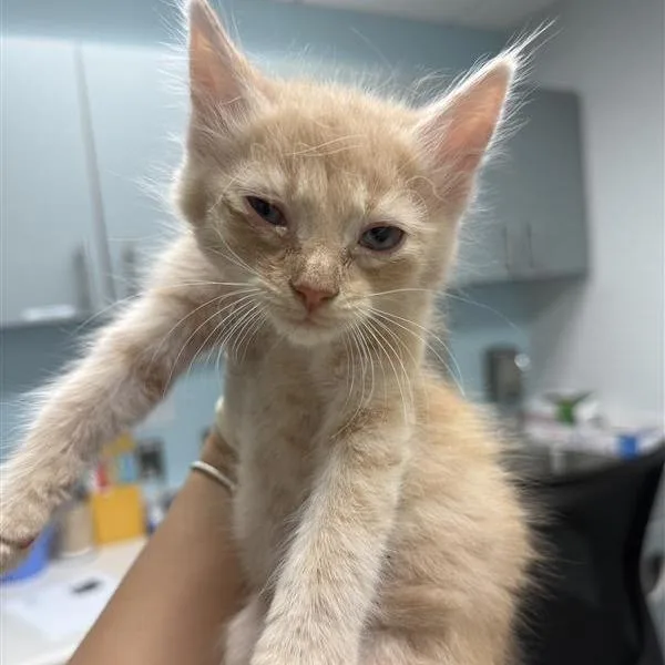 A baby small-sized male Brown / Chocolate Domestic Short Hair cat named Jelly for adoption in Jacksonville, FL