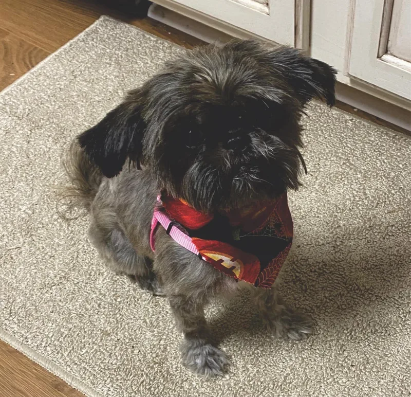 A young small-sized female Gray / Blue / Silver Shih Tzu dog named Sophie Mae for adoption in Greenville, SC