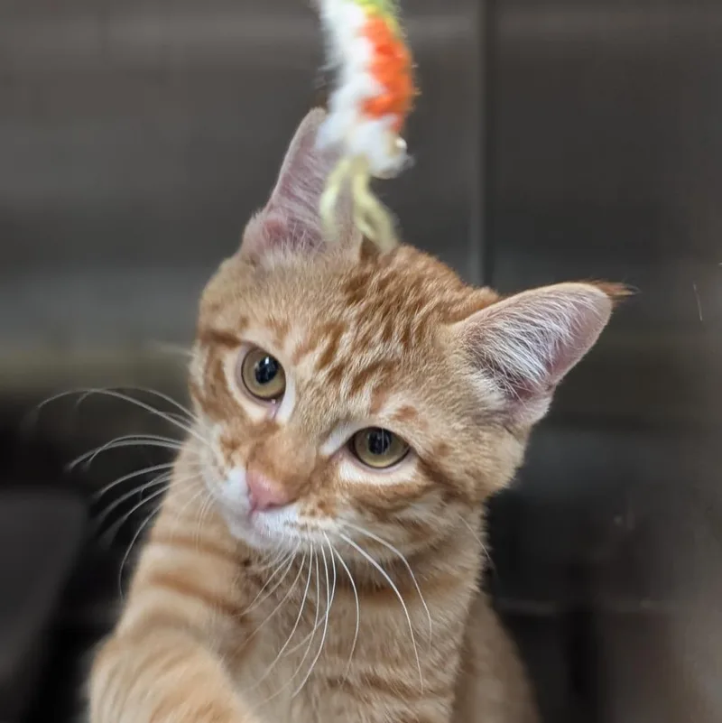 A baby medium-sized male Domestic Short Hair cat named Billy Goat for adoption in Shoreline, WA