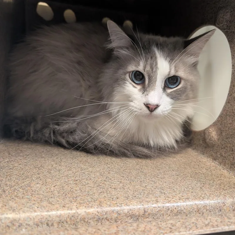 A senior large-sized male Gray / Blue / Silver Domestic Medium Hair cat named Fluffy for adoption in Pasadena, CA
