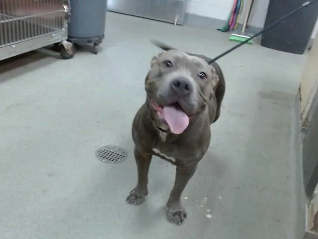 An adult large-sized female Pit Bull Terrier dog named Velvet for adoption in Salinas, CA