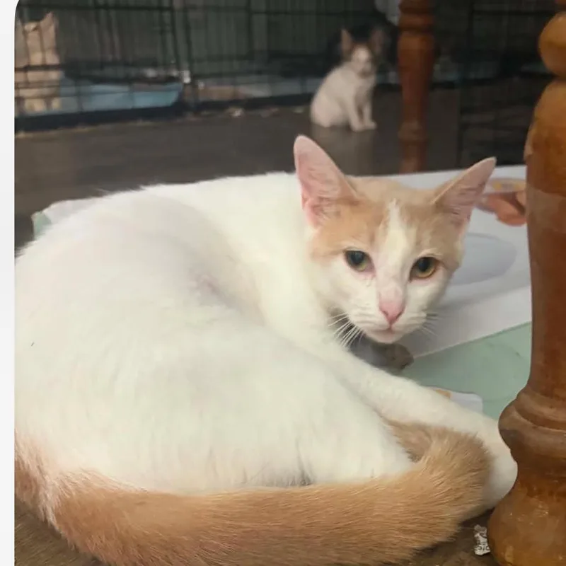 An adult medium-sized female White Domestic Short Hair cat named Lac for adoption in Granby, MO