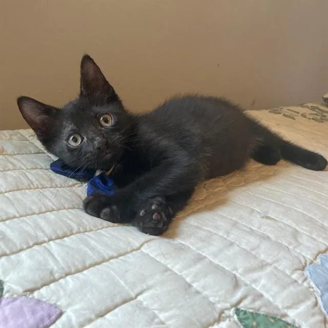 A baby small-sized male Domestic Short Hair cat named Kai for adoption in Upper Marlboro, MD