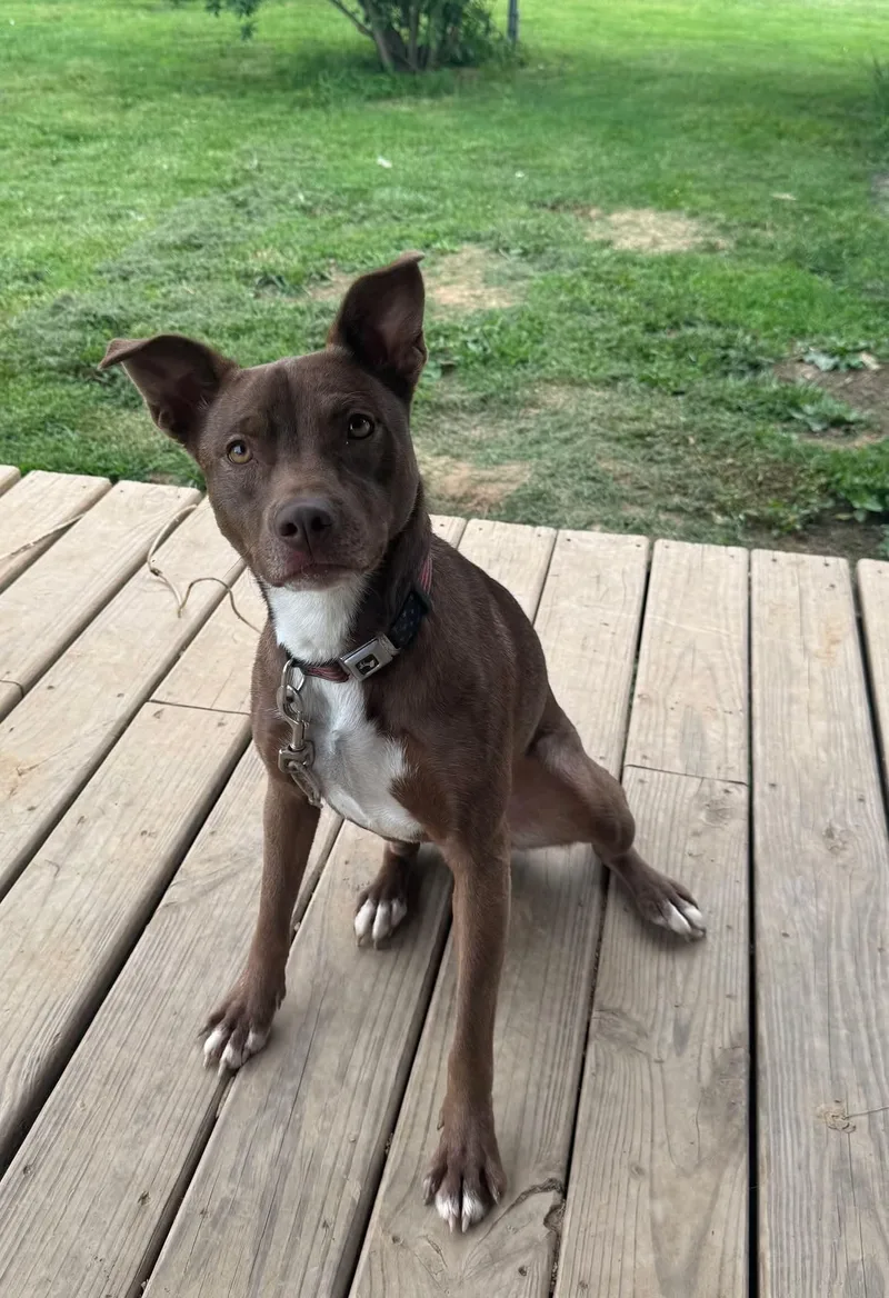 A young medium-sized female Brown / Chocolate Pit Bull Terrier dog named Sarah for adoption in Evansville, IN