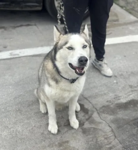Logan