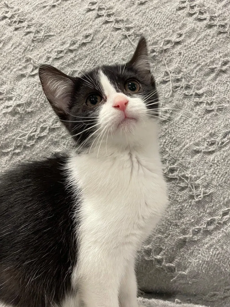 A baby medium-sized female Domestic Short Hair cat named Bug for adoption in Island Lake, IL