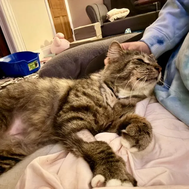 An adult medium-sized male Tabby (Brown / Chocolate) Domestic Short Hair cat named Charlie for adoption in Jersey City, NJ