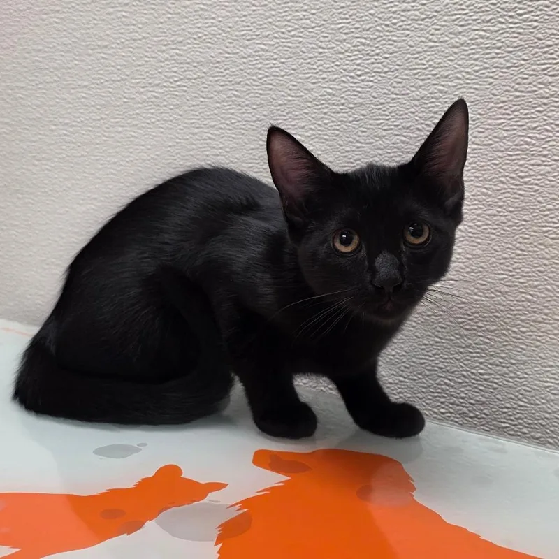 A baby small-sized female Black Domestic Short Hair cat named Tweety for adoption in Albuquerque, NM
