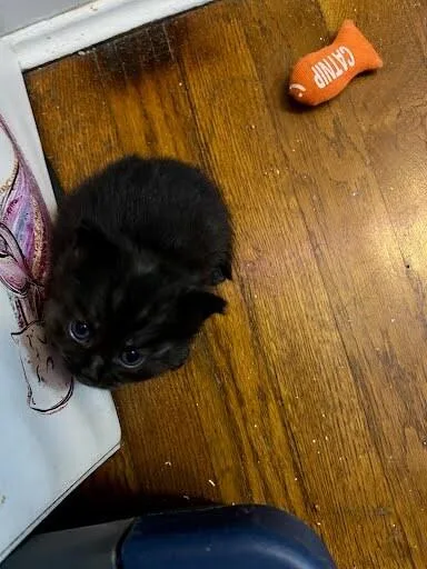 A young small-sized female Black Domestic Short Hair cat named Cpo for adoption in Cincinnati, OH