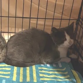 An adult medium-sized male Gray / Blue / Silver Domestic Short Hair cat named Zuzu for adoption in Philadelphia, PA