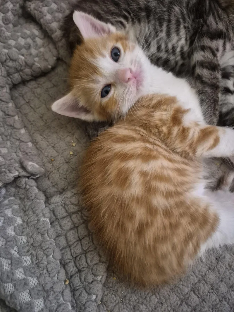 A baby small-sized male Orange & White Domestic Medium Hair cat named C Litter Sage for adoption in Livonia, MI