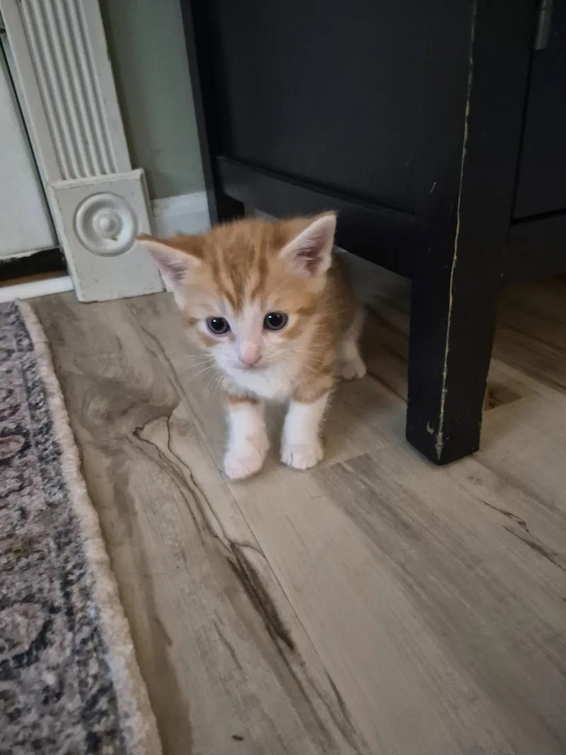 C Litter Sage thumbnail 2