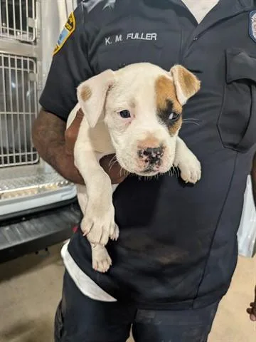 A baby small-sized female Pit Bull Terrier dog named Katya for adoption in Dayton, OH