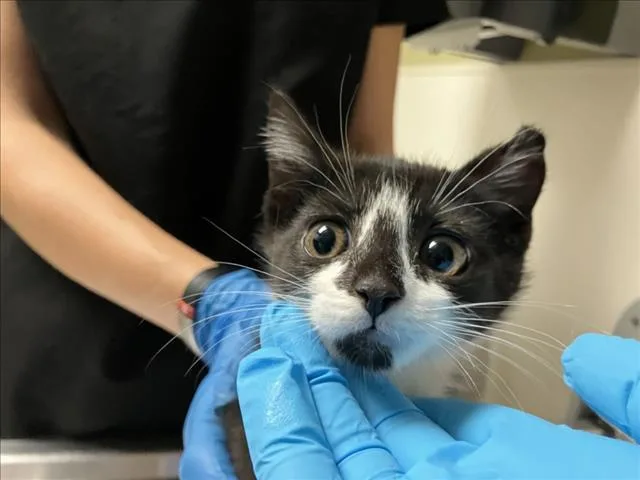 A baby small-sized female Domestic Short Hair cat named Cassie for adoption in Chapel Hill, NC
