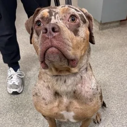 An adult medium-sized female Brown / Chocolate Mixed Breed dog named Spam for adoption in Jacksonville, FL
