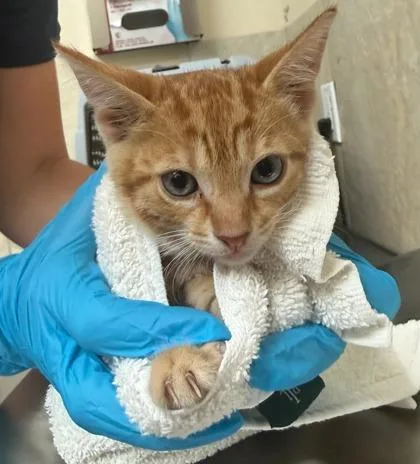 A baby small-sized male Domestic Short Hair cat named Limu Emu for adoption in Honolulu, HI