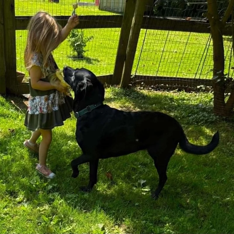 A young medium-sized female Labrador Retriever dog named Clover for adoption in Danbury, CT
