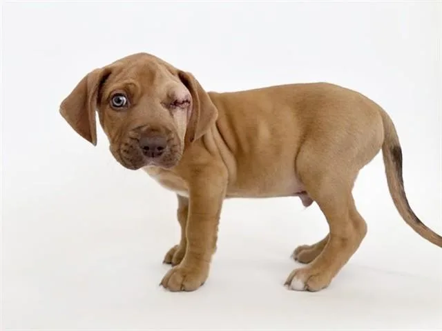 A baby small-sized male Pit Bull Terrier dog named Noel for adoption in Saint Louis, MO