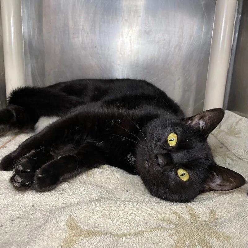 An adult medium-sized female Domestic Short Hair cat named Aziel for adoption in Roanoke, VA