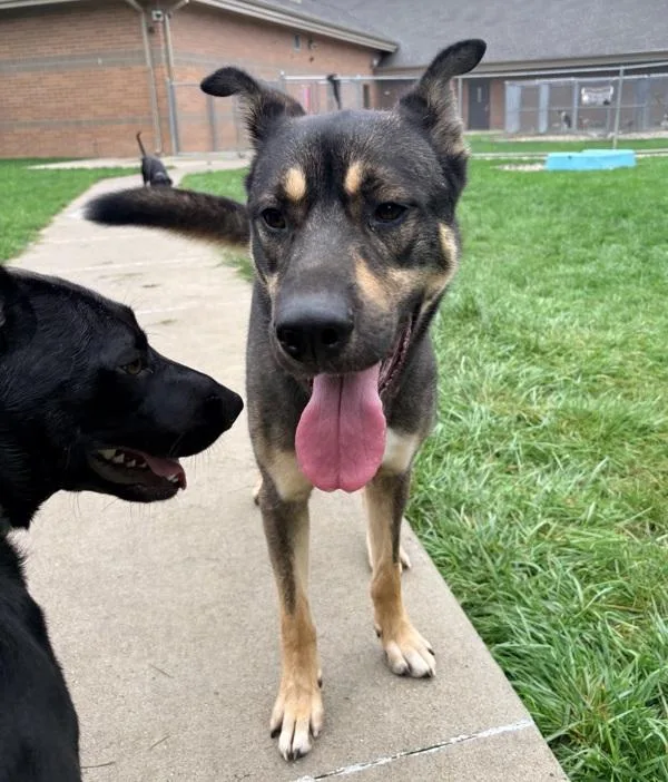 An adult medium-sized male Shepherd dog named Jimmy for adoption in Sioux City, IA
