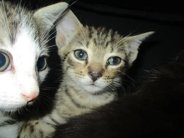 A baby small-sized male Domestic Short Hair cat named Ben for adoption in Ocala, FL