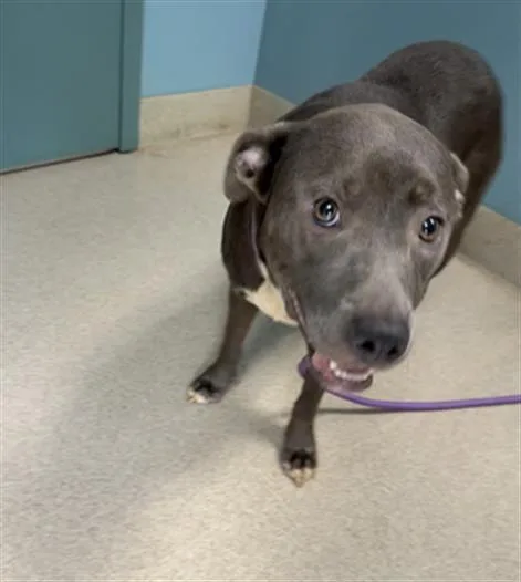 An adult large-sized female Pit Bull Terrier dog named Nala for adoption in Newton, NC